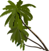 Palm Trees Clip Art