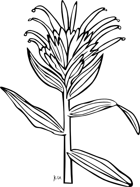 Download Giant Red Indian Paintbrush Coloring Page Clip Art at ...