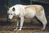 Very Pregnant Wolf Image