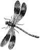 Vintage Dragonfly Clipart Image