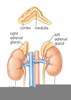 Gland Anatomy Definition Image