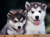 Baby Huskies Wallpaper Image