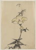 [yellow Blossom With Bud On A Stalk Above Leaves] Image