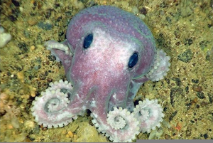 Cute Octopus Pictures Image