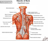 Clipart Posterior Chest Skeleton Image