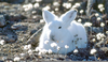 Rabbit Clipart Image