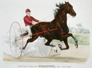 Trotting Stallion Stamboul, By Sultan: Record 2:12 1/4 Image