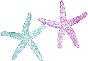 Starfish Teal And Purple Clip Art