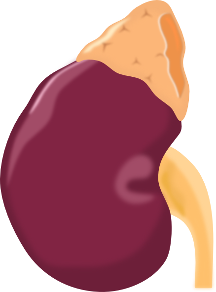 Kidney Clip Art at Clker.com - vector clip art online, royalty free