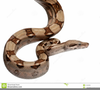 Free Boa Constrictor Clipart Image