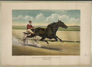 Trotting Stallion Directum By Director: Record 2:05 1/4 Image
