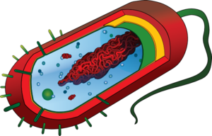 Bacterial Cell No Labels Clip Art