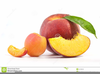 Clipart Of An Apricot Image
