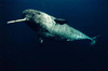 Real Narwhal Whale Image