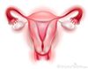 Clipart Female Reproductive System Image