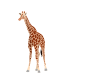 Giraffe Clip Art
