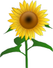 Sunflower Jh Clip Art