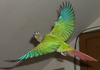 Conure Flying Image