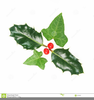 Free Clipart Of Holly Leaves And Berries Image