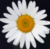 Daisy Flower Image