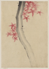 [unidentified, Possibly A Tree Branch With Red Star-shaped Leaves Or Blossoms] Image