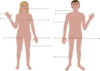 Differences Between The Man And Woman Clip Art
