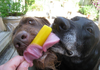 Dog Licking Popsicle Image