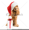 Clipart Dog With Santa Hat Image