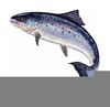 Leaping Salmon Clipart Image
