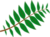 Pinnate Leaf Clip Art