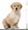 Golden Retriever Puppies Clipart Image