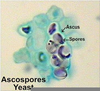 Yeast Ascospore Image