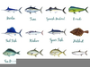 Saltwater Gamefish Clipart Image