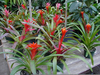 Bromeliad Plants Care Image