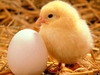 Baby Chicken Image