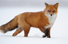 Red Fox In Snow Image