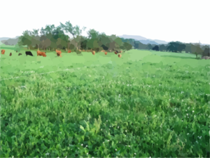 Cattle On Grass For Opb Website Clip Art