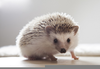 Baby Hedgehog Drawing Image