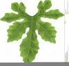 Apple Tree Leaves Clipart Image