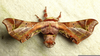 American Silkworm Moth Image