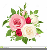 Pink Rose Clipart Border Image