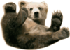 Grizzly Bear Clip Art