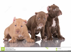 American Pit Bull Terrier Clipart Image