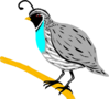 Quail Clip Art