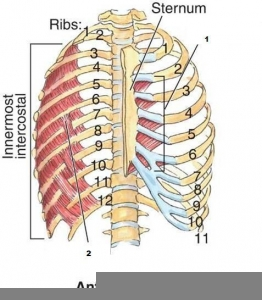 Subcostal Muscle Respiration | Free Images at Clker.com - vector clip ...