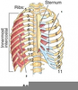 Subcostal Muscle Respiration Image