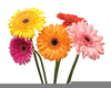 Daisy Petal Clipart Image