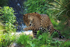 Wild Jaguar Mt X Image
