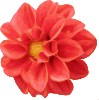 Dahlia Rose Clip Art