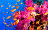 Coral Reef Image